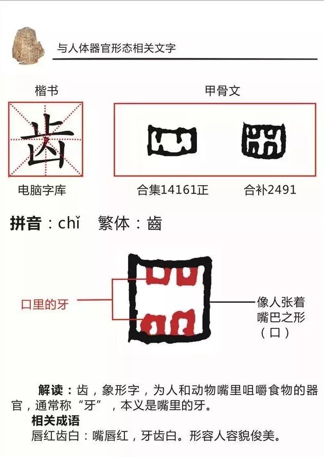 齿字的演变过程图片