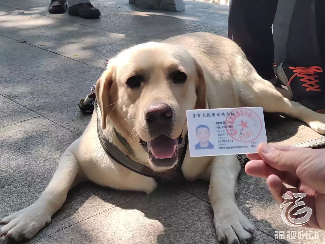 福州首只导盲犬持证上公交背后的故事让人既惊讶又感动