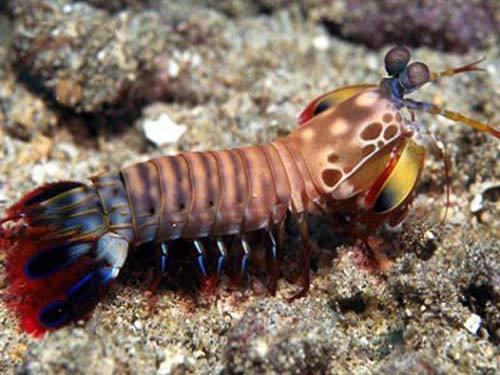 与皮皮虾同门的雀尾螳螂虾前螯可以撞碎玻璃鱼缸而毫发无损