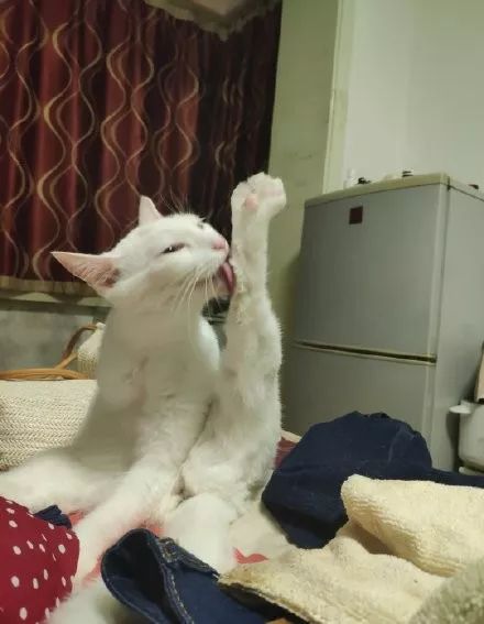 性感猫咪在线舔脚这姿势没眼看了