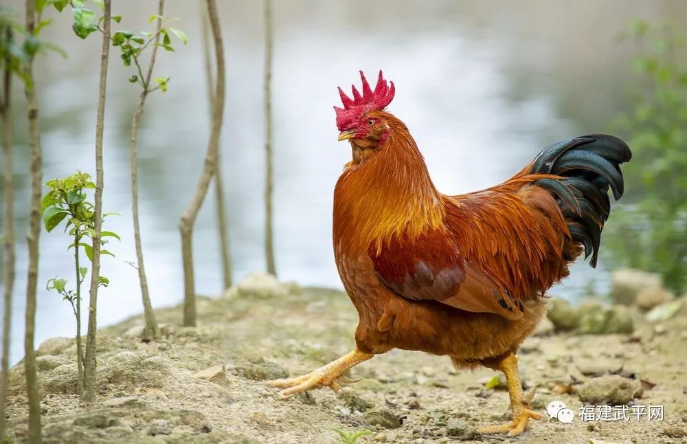 获奖名单出炉!武平县"天赐良鸡"摄影大赛评选结果揭晓