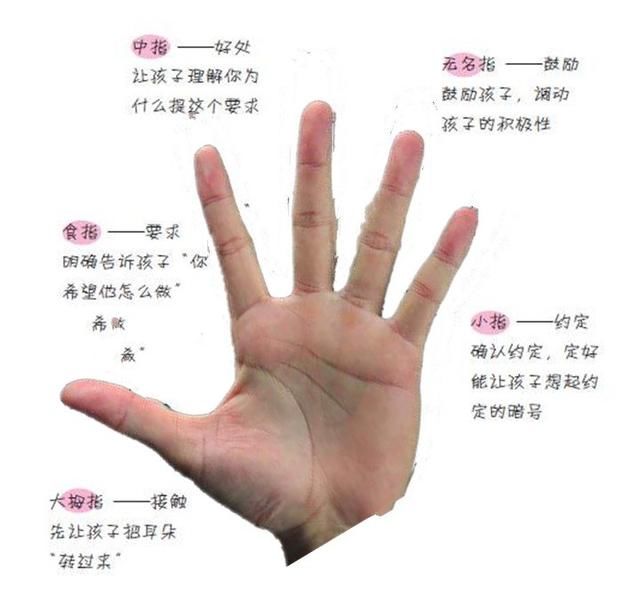 五个手指介绍图图片