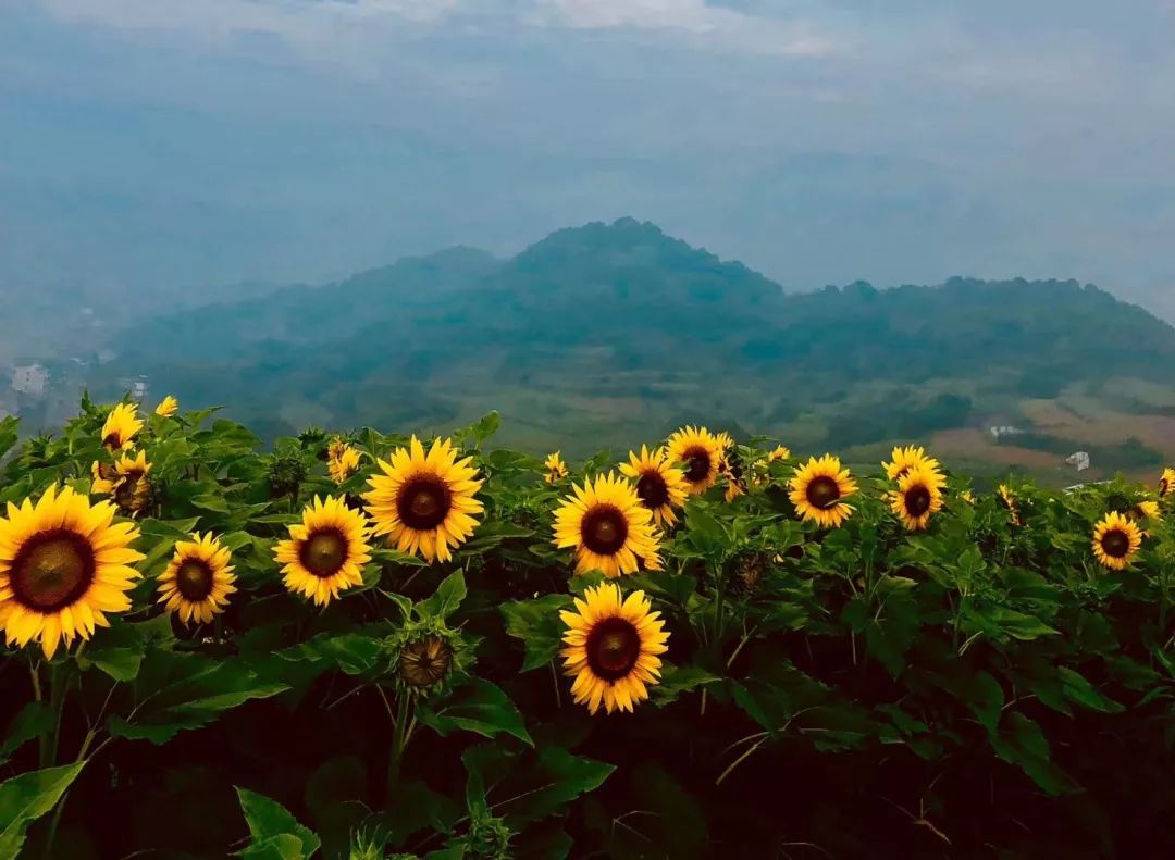 后岭花开园区诚招人才啦