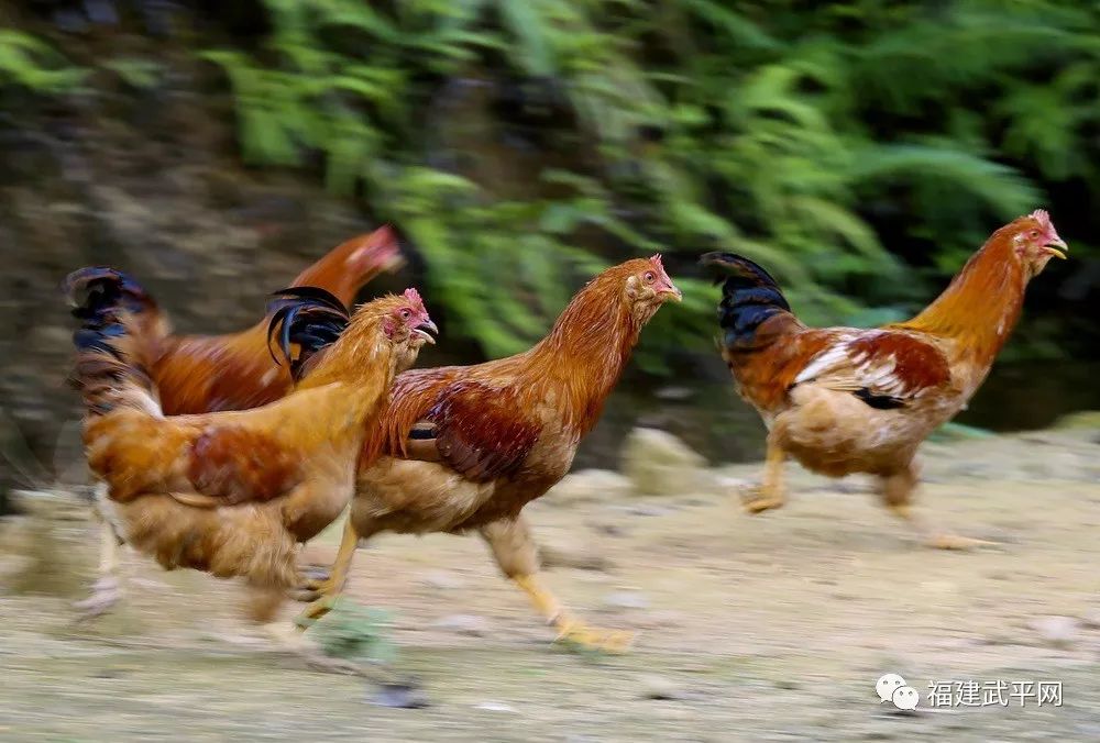 获奖名单出炉武平县天赐良鸡摄影大赛评选结果揭晓