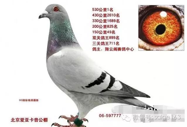 鸽经北京爱亚卡普公棚历年冠军解读