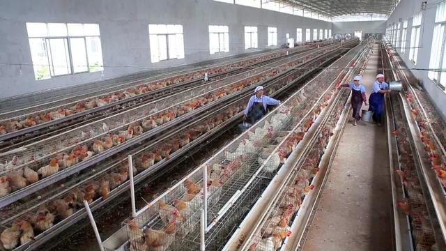 广西岑溪:“古典三黄鸡”带富一方_养殖