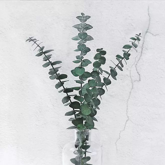 尤加利叶有独自绽放的优雅也有甘当配角的悠闲