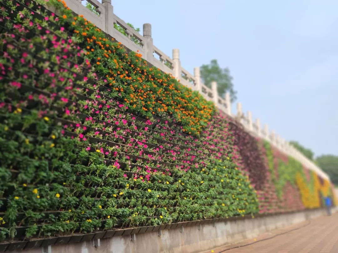 圍牆變花牆立體綠化扮靚生態城