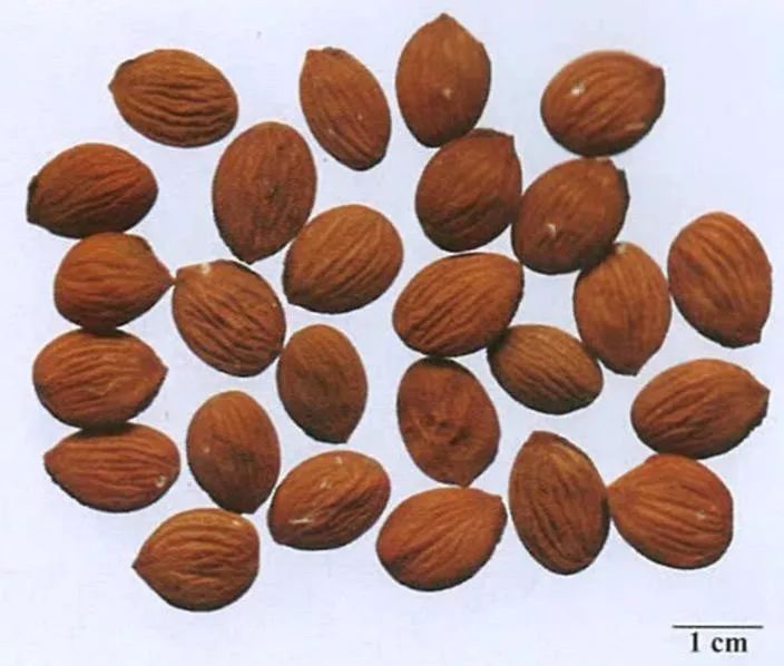 7cm,厚约0.5cm.饮片燀桃仁:呈扁长卵形,表面浅黄白色,气微香,味微苦.