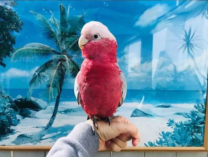 能活到80岁的粉红凤头鹦鹉,不管长多大,都是个可爱宝宝呀!_bogie