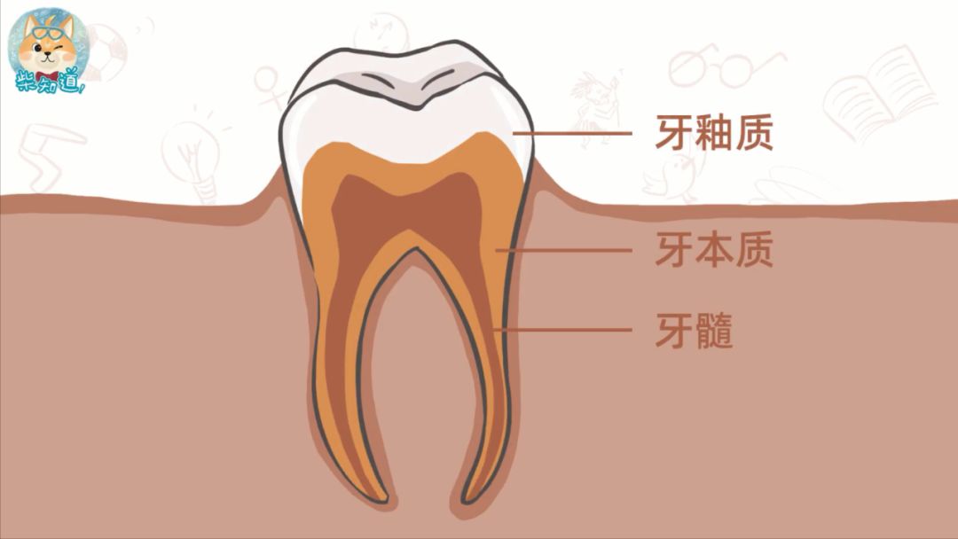 與300多種口腔細菌共處如何保護牙齒柴知道