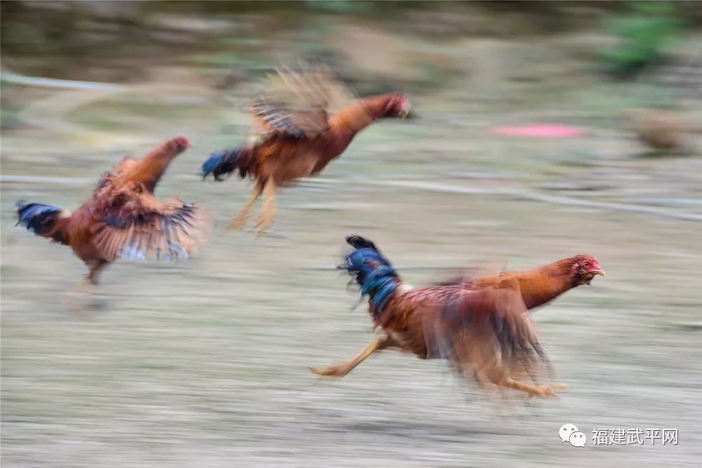 获奖名单出炉武平县天赐良鸡摄影大赛评选结果揭晓