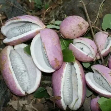 厉害云南才有的60种正宗野果子野菜吃过10样说明你已经老了