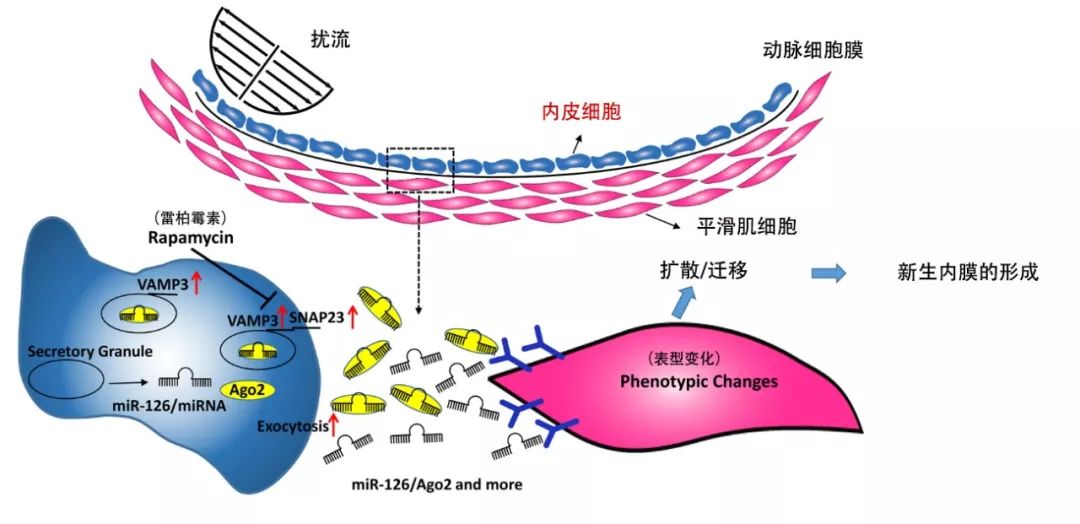 《修复细胞功能异常》_血管