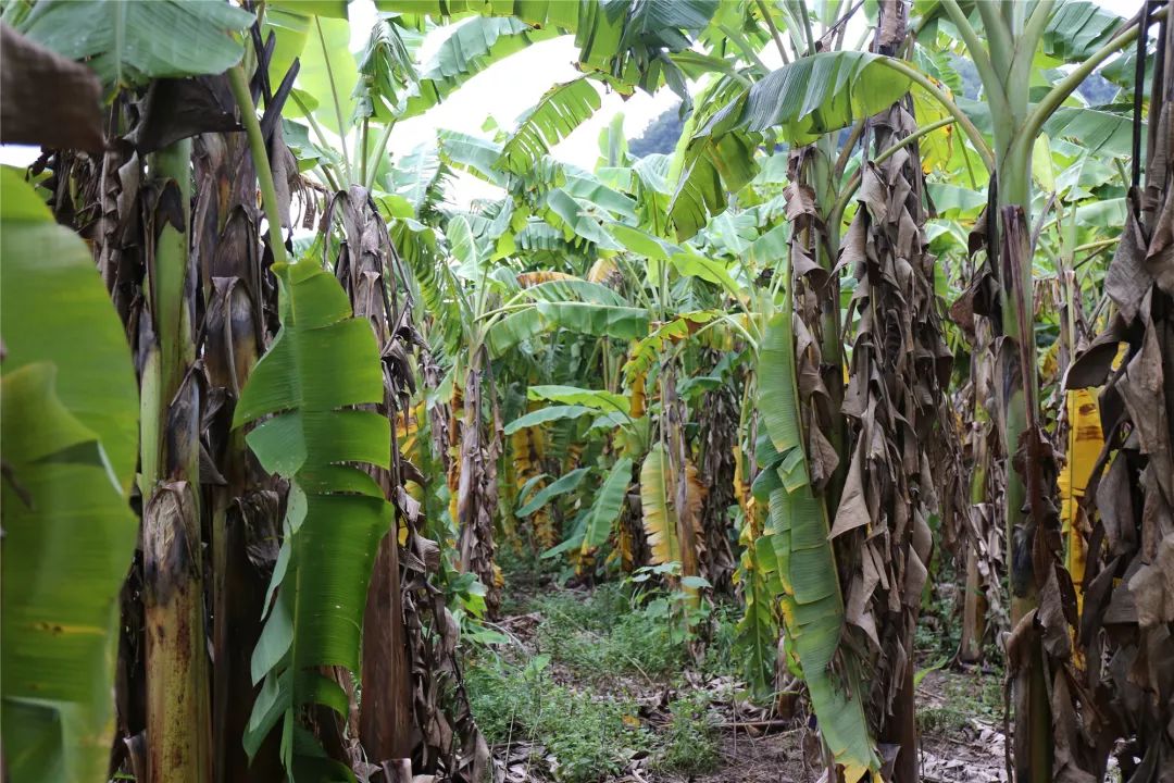 扶贫行42蕉下致富粉糯香甜白沙元门脱贫户周晶种植粉蕉11月上市欢迎