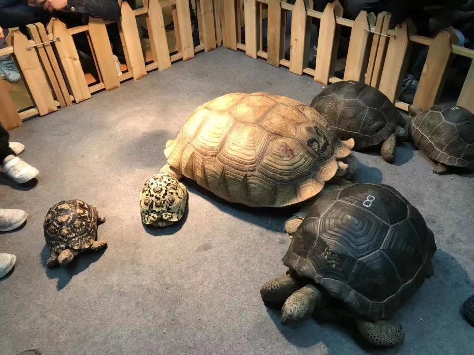 爬宠展岂有水桶怪不参加的道理