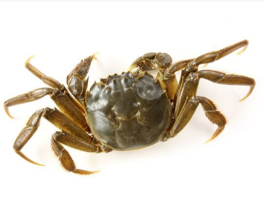 图片来源:东方ic所以若吃生的或未熟的石蟹,蜊蛄,川卷螺,出现胸痛或