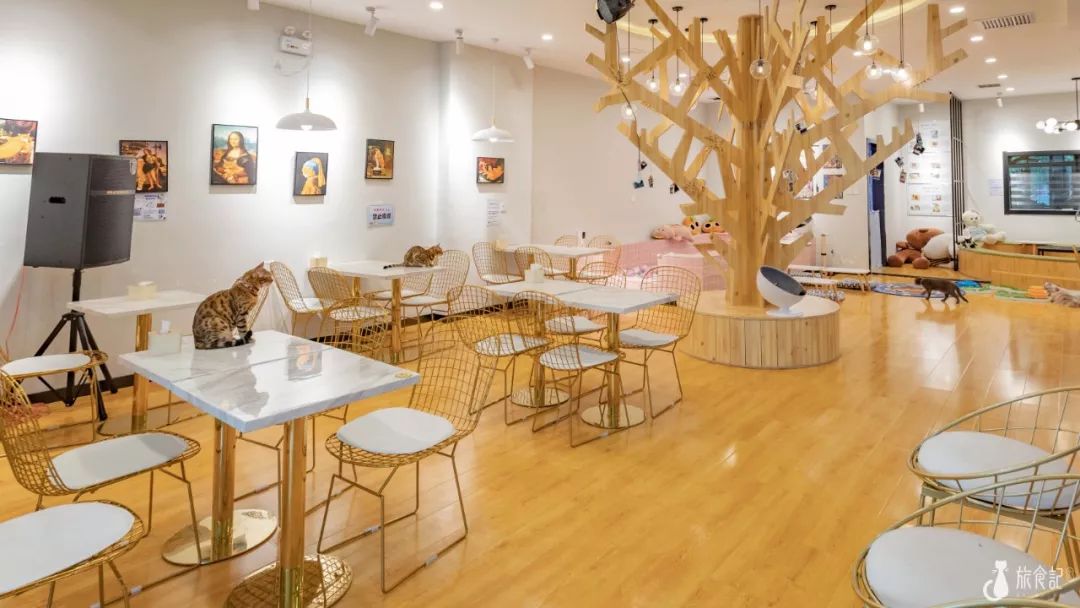 秦皇岛首家大型猫咖来了进店那一刻沦为猫奴