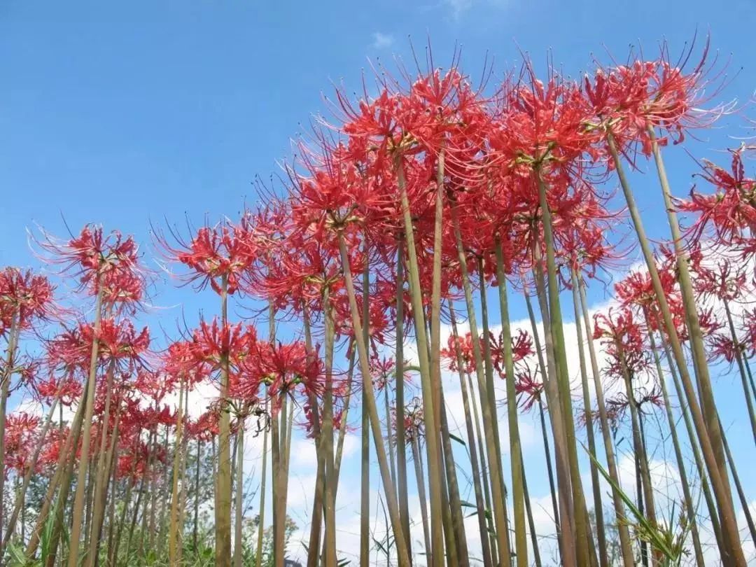 红花石蒜—彼岸花