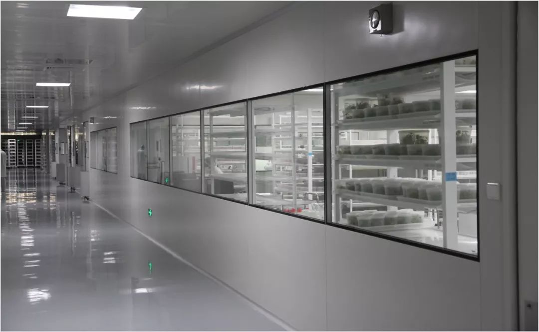 中西联合组培工厂标准化生产2万亩育苗基地深度解析国内超一流种苗