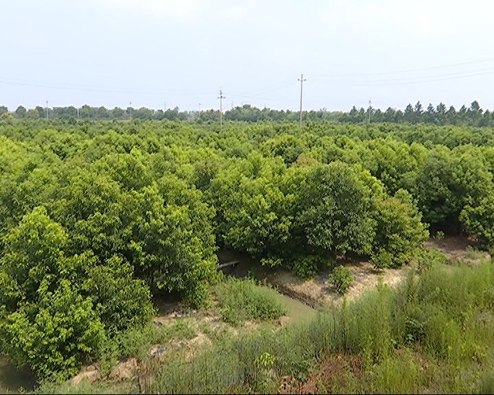 广西龙脑樟树种植基地图片