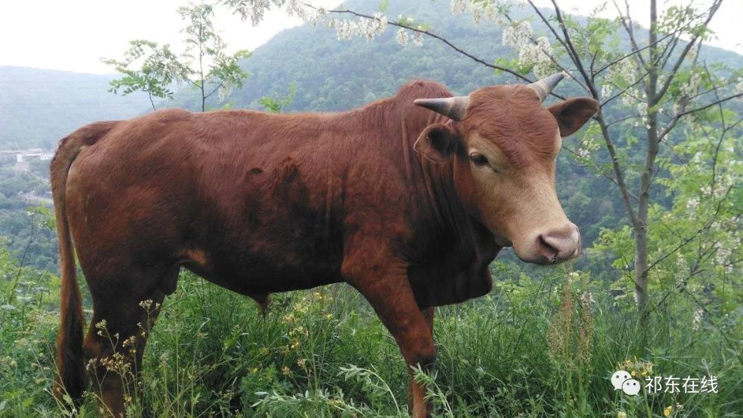 中国八大良种黄牛图片