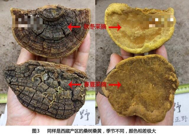 正宗野生桑树桑黄的辨别通过观形辨色品味区别桑树桑黄真假