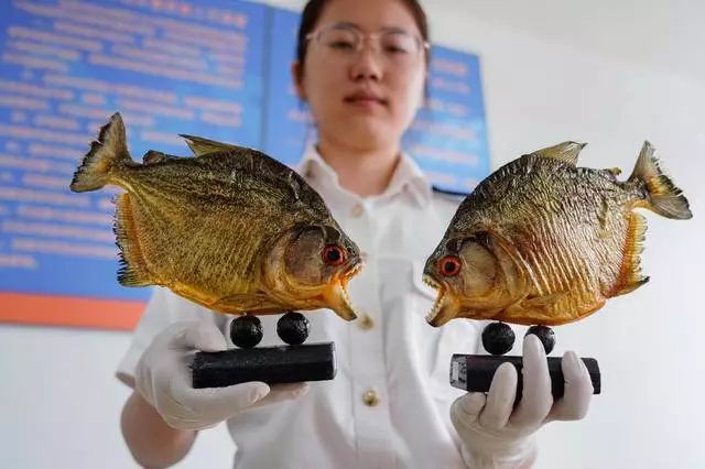 激棍了!常熟海关截获"食人鱼"标本