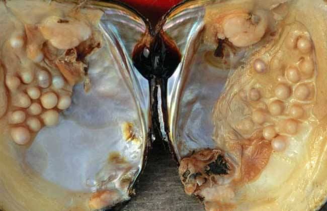 疯狂的珍珠2019年一颗12毫米敢卖3万元不如花几十元买蚌自己开