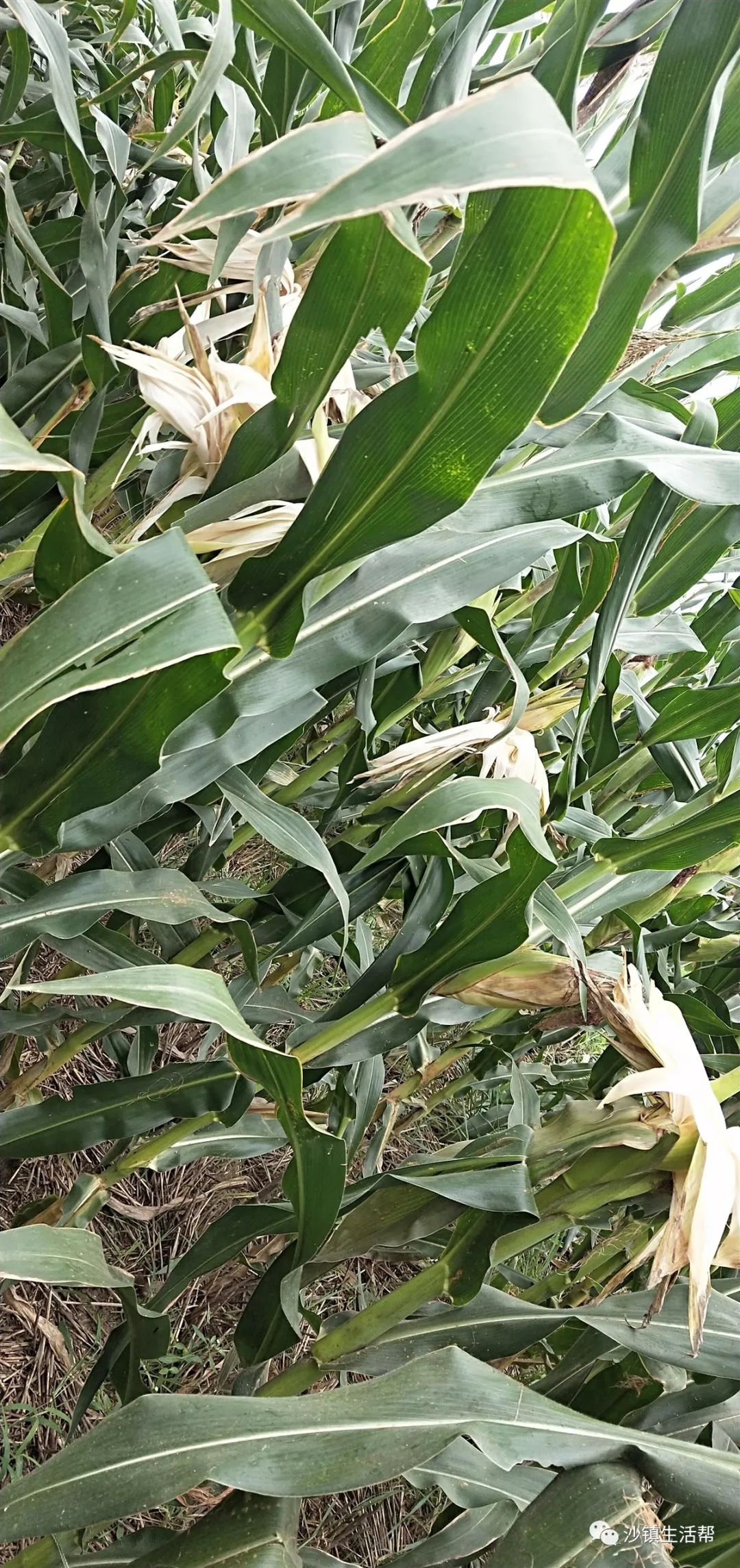 沙镇这位老人被气病辛苦种的3分地玉米被偷偷玉米的你心安么