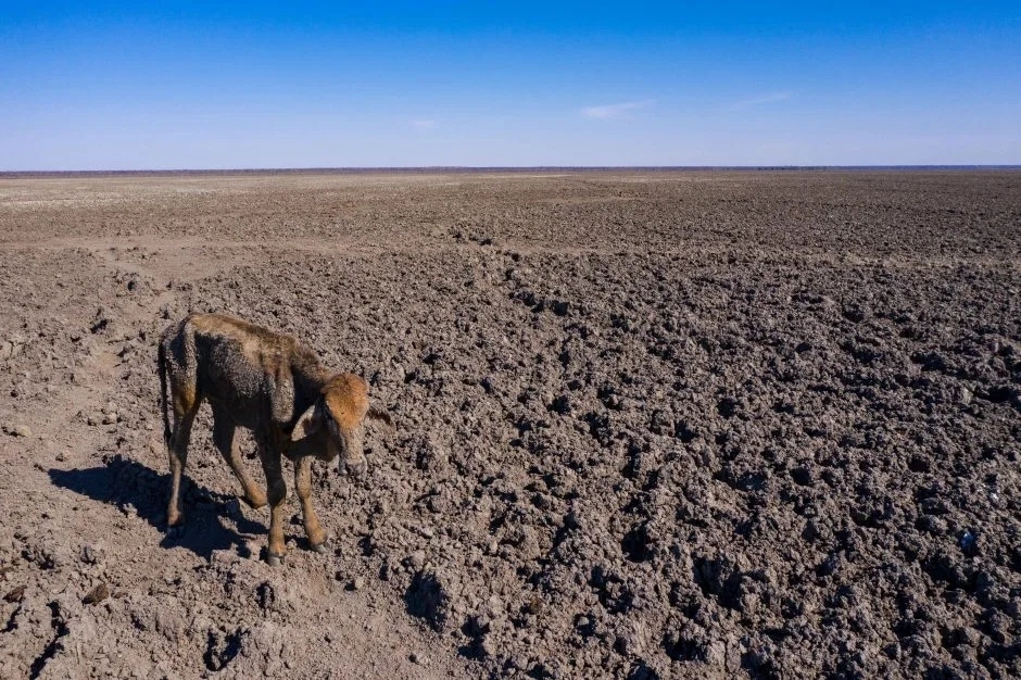 湖泊干涸动物垂死挣扎这些令人震惊的照片告诉你干旱带来了什么