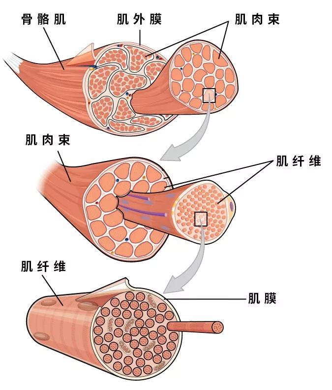 肌肉中的乳酸图片