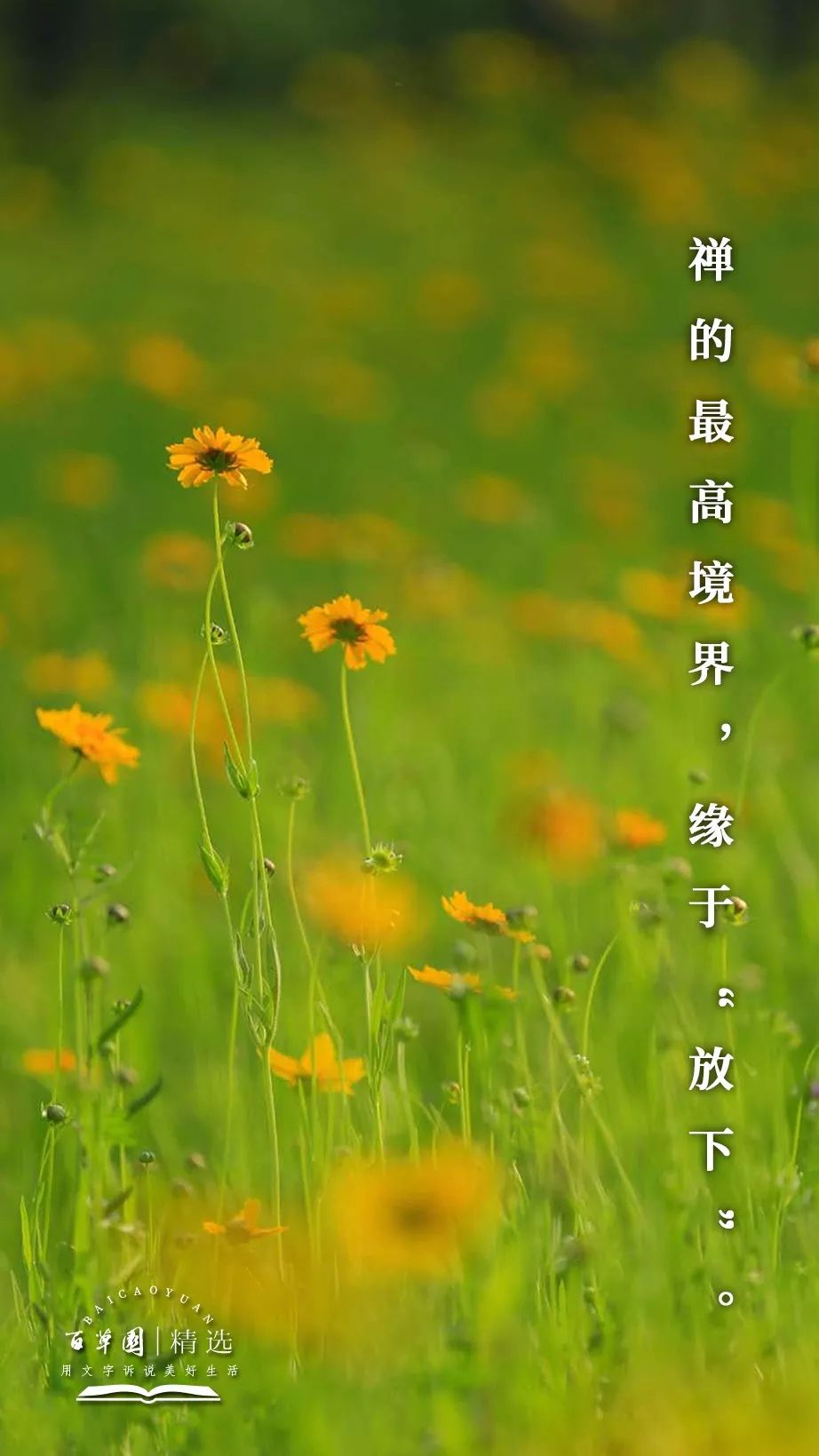生活禅 | 禅的最高境界,缘于"放下"
