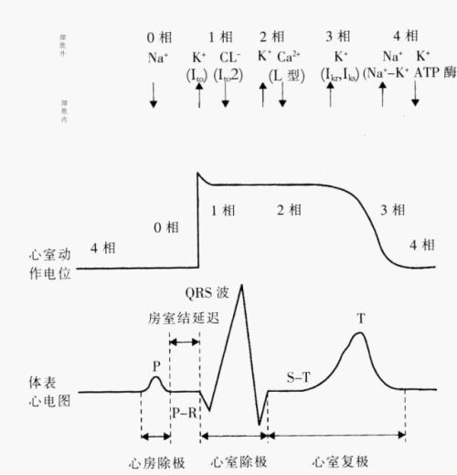 心电图鱼钩样改变图解图片