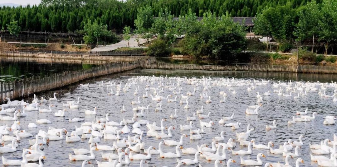 五月豆香食品有限公司,恒丰米业,三箭米业,远鸿食用菌,东升农场等企