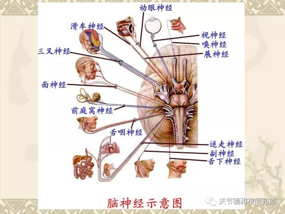 人體解剖學最強全集神經系統解剖圖譜