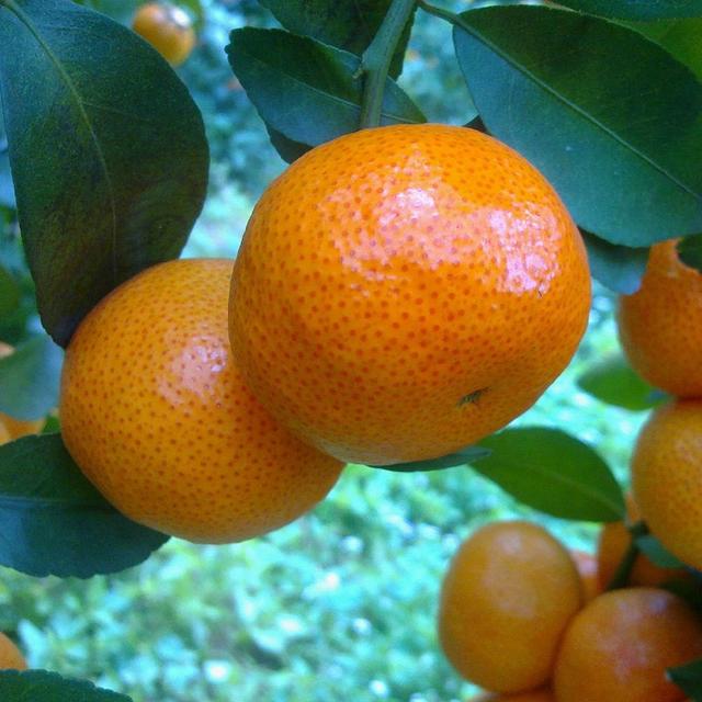 何谓温州蜜柑田间简易贮藏法?