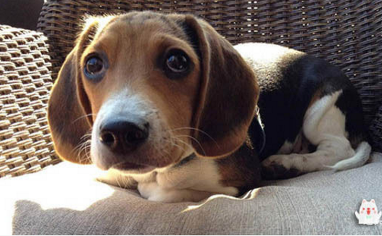 因此被冠上了"兔子杀手"的称号,狩猎风潮慢慢消散,比格也由狩猎犬转变