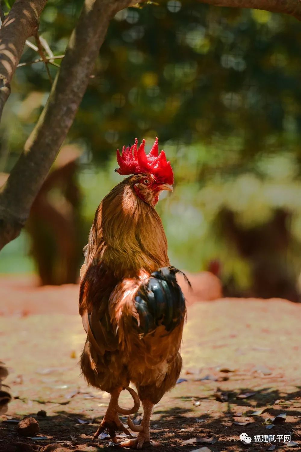 获奖名单出炉武平县天赐良鸡摄影大赛评选结果揭晓