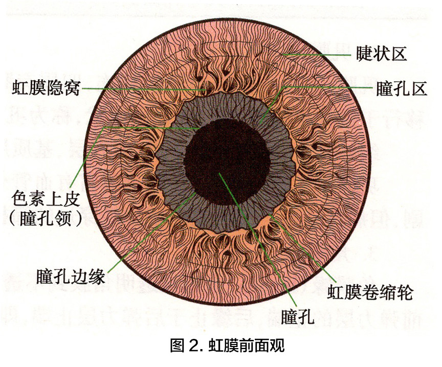 葡萄膜解剖图图片