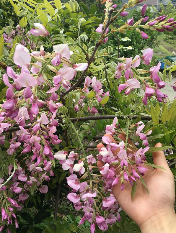 2019长兴花木大会新优品种展参选品种昭和红藤