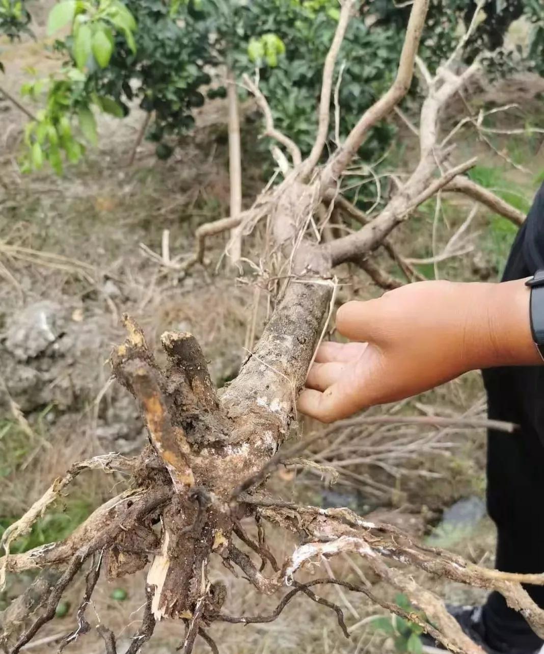 柑橘樹皮脫落根莖腐爛事關今年產量這個病不重視不行