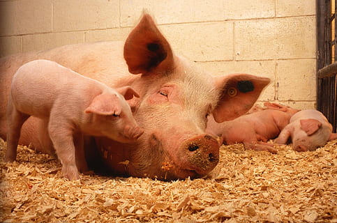 中央储备将投放1万吨冻猪肉，猪肉冻久了会生细菌吗？