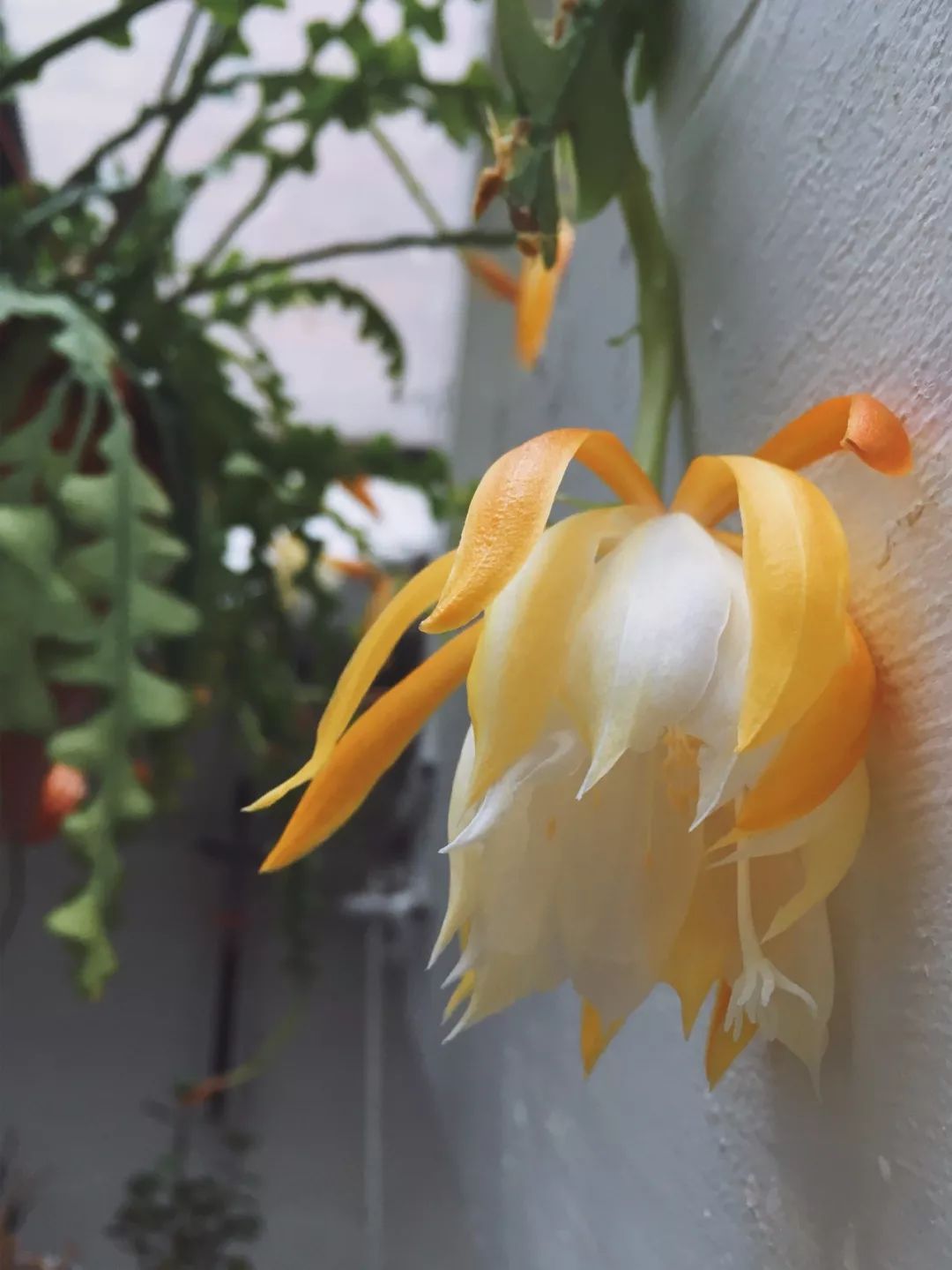 原创锯齿昙花好养好开花有不同的花色养窗台边花朵开得特大