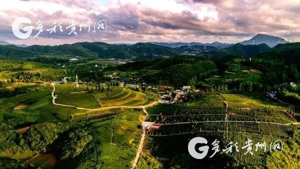 夏秋决战印江缠溪镇老茶园焕发新生机