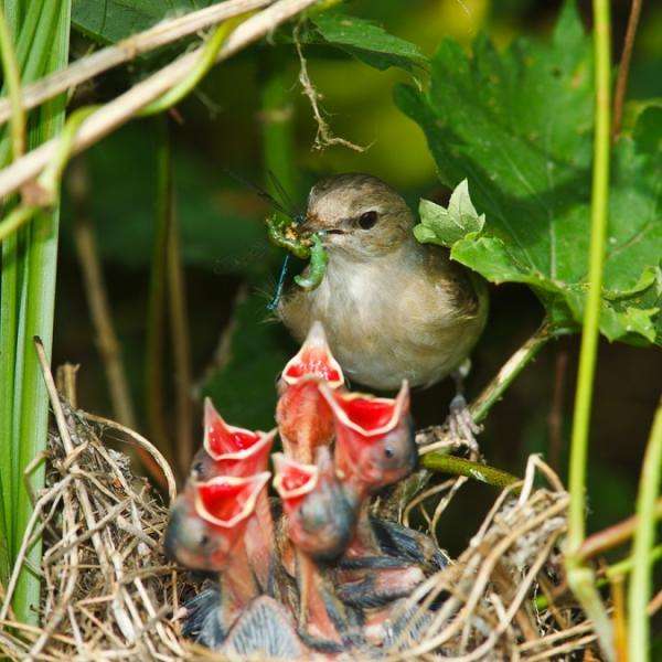 大自然最精彩的鸟妈妈喂食宝宝照, 你们见过吗?