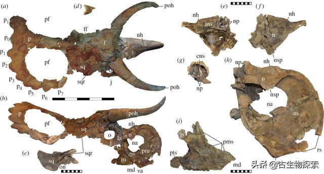 侏罗纪世界3预热短片来袭出场的恐龙你认识吗