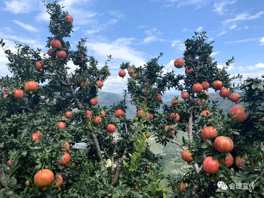 关河菜籽园石榴嫁接新品种保护老品种