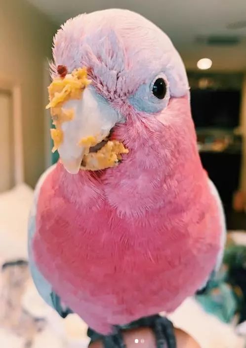 比如吃东西的时候乱晃,零食敷得满嘴都是:除了像三岁小朋友一样可爱