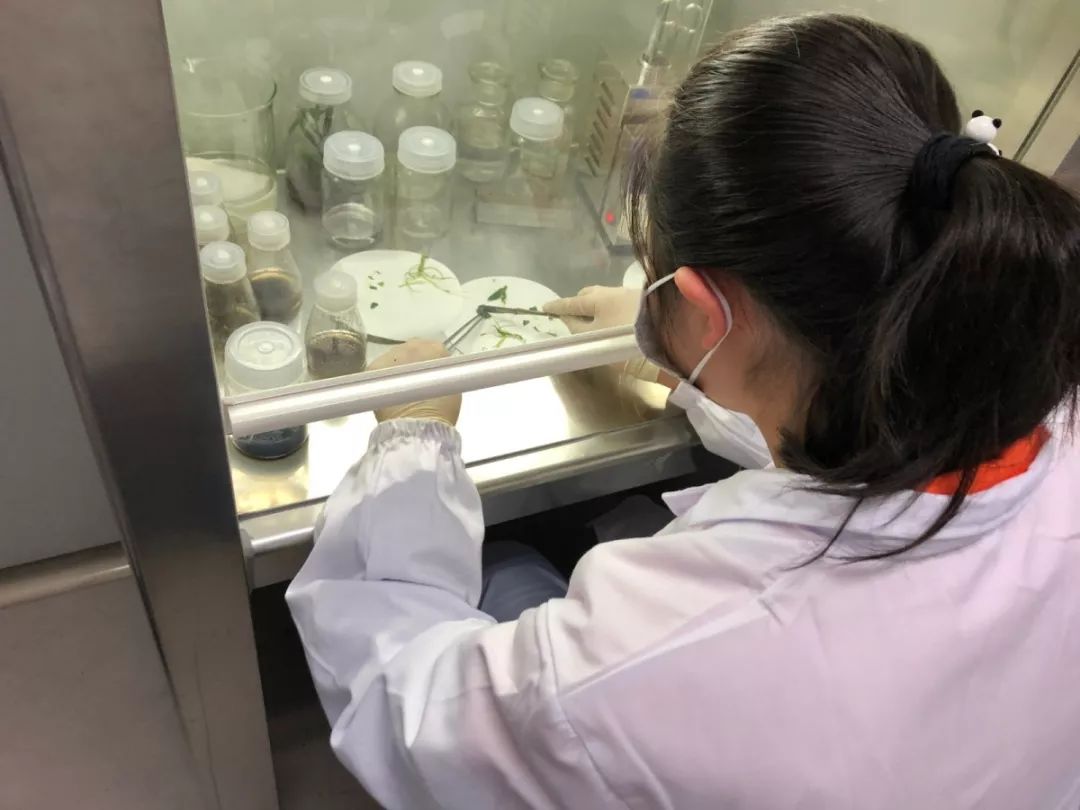 种子会员福利:周六邀你体验"植物组织培养"_实验